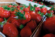 Bio-Beeren vom Franz