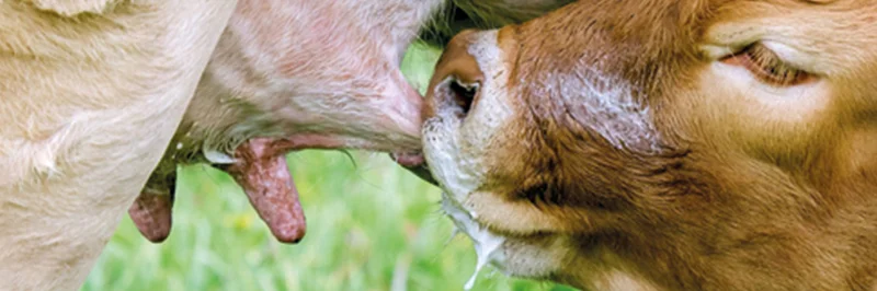 Saugendes Kalb