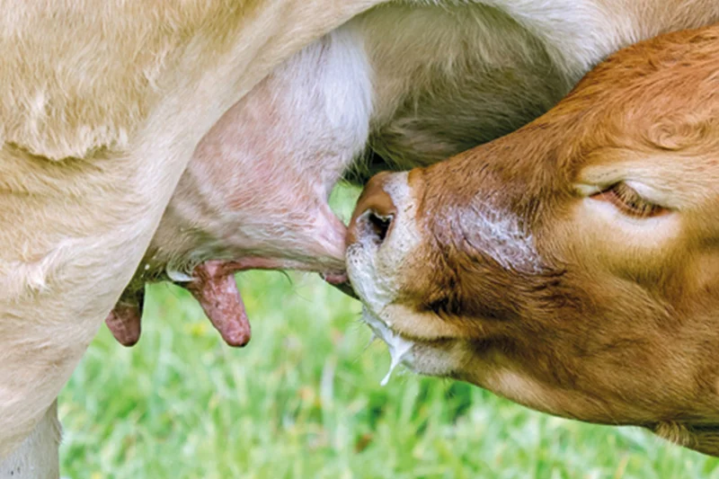 Potenzial der kuhgebundenen Kälberaufzucht in der Vermarktung von Milch und Kälbern