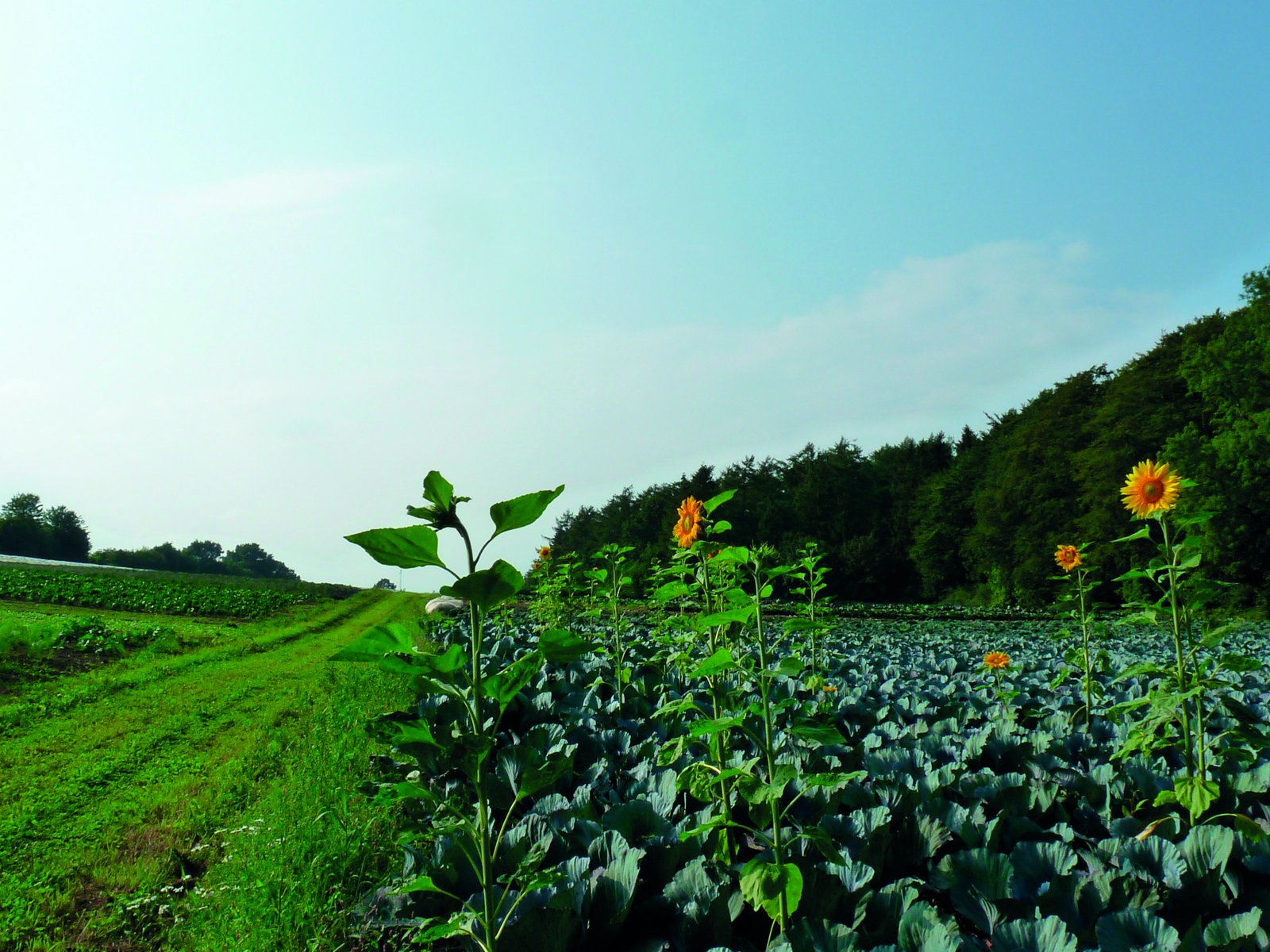 Feld mit Gemüse