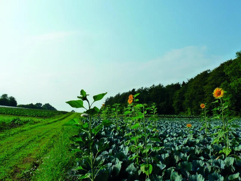 Feld mit Gemüse