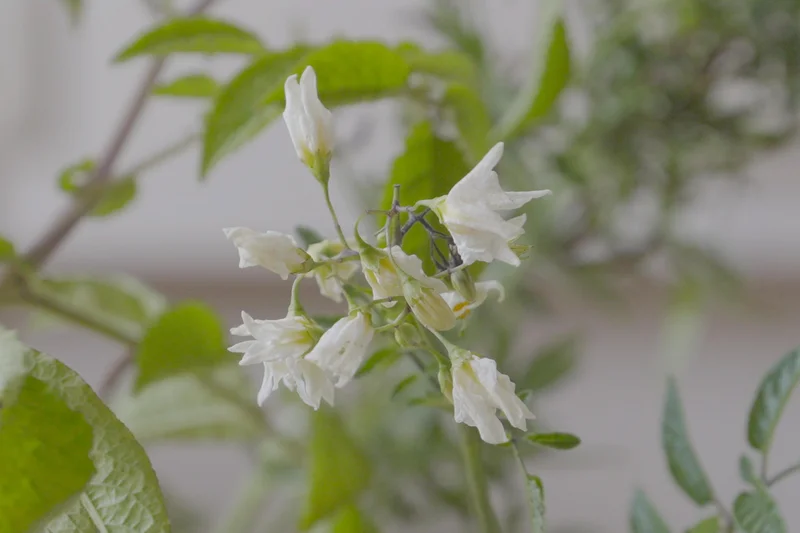 Blüte einer wilden Kartoffelsorte. Klick führt zu Großansicht in neuem Fenster, schließen per ESC.