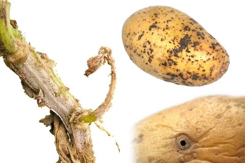 Wurzeltöterkrankheit, Weißhosigkeit, Kartoffelpocken, späte Rübenfäule (Rhizoctonia solani)