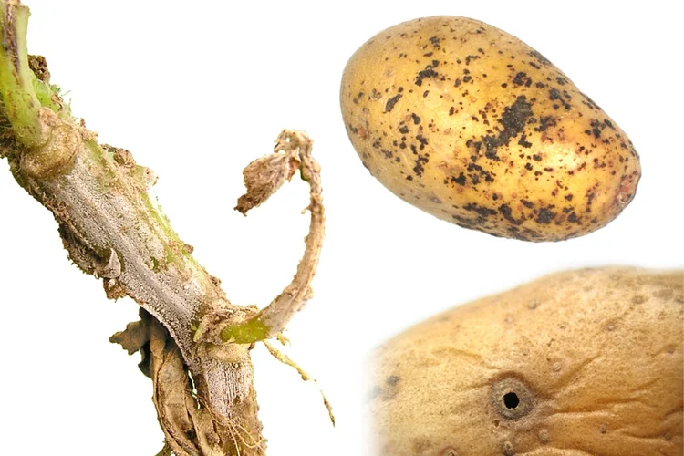 Symptome von Rhizoctonia an Stängel und Knolle der Kartoffel. Klick führt zu Großansicht.