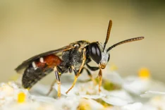 Schwarzrote Schmalbiene (Lasioglossum interruptum, PANZER 1798)