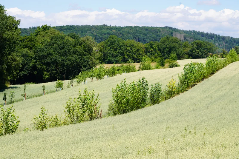 Agroforstlandschaft. Klick führt zu Großansicht in neuem Fenster.
