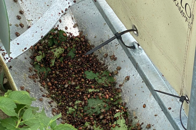 Ein Sammelbecken voller Kartoffelkäferlarven. Klick führt zu Großansicht in neuem Fenster, mit ESC schließen. 