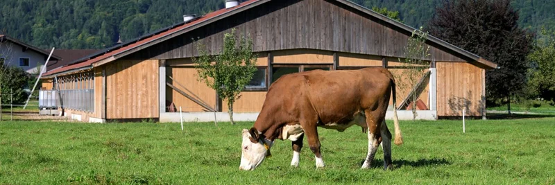 Rind auf Weide vor einem Hofgebäude.