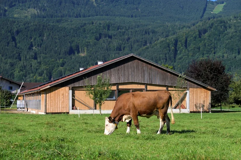 Rind auf Weide vor einem Hofgebäude.