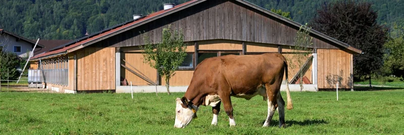 Rind auf Weide vor einem Hof.