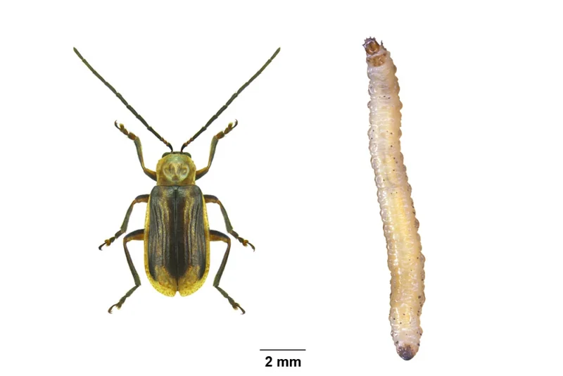 Westlicher Maiswurzelbohrer (Diabrotica virgifera virgifera)