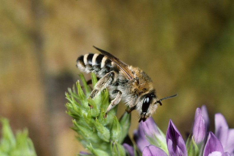 Luzerne-Sägehornbiene. Klick auf das Bild öffnet neue Seite auf oekolandbau.de