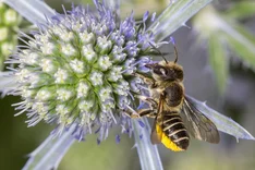 Filzzahn-Blattschneiderbiene (Megachile pilidens ALFKEN, 1924)