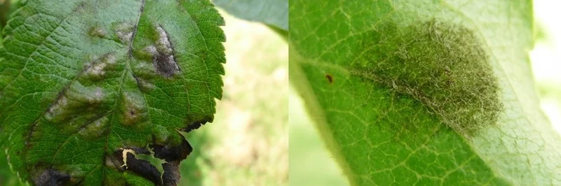 Schorfbefall (Venturia inaequalis) Blattober- und unterseite.