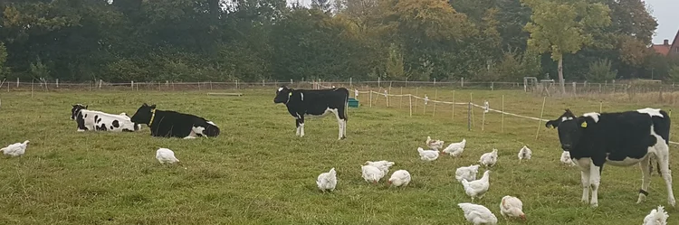 Jungrinder und Broiler auf einer gemeinsamen Weide.