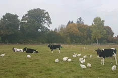 Jungrinder als Partner für Broiler auf der Weide