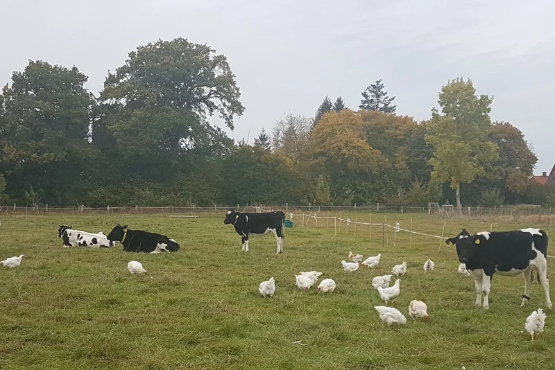 Jungrinder als Partner für Broiler auf der Weide