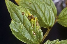 Ramularia-Blattfleckenkrankheit (Ramularia valerianae)