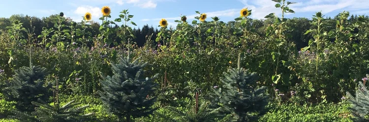 Sonnenblumen zwischen Tannen