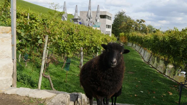 Schwarzes Schaf im Weinberg.