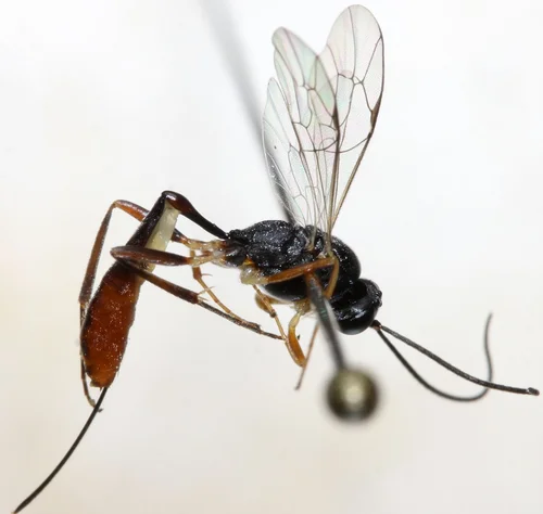 Mehlmotten-Ichneumon. Klick führt zu Großansicht in neuem Fenster.