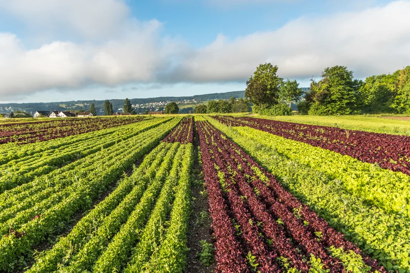 Reihen verschiedener roter und grüner Salatpflanzen auf landwirtschaftlichen Feldern auf der Insel Reichenau.