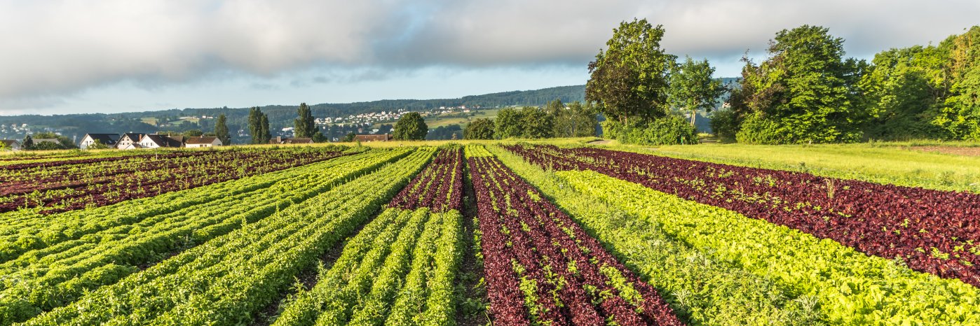 Reihen verschiedener roter und grüner Salatpflanzen auf landwirtschaftlichen Feldern auf der Insel Reichenau.