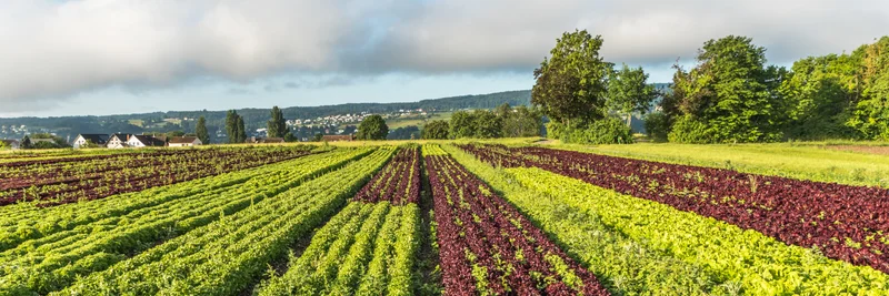 Reihen verschiedener roter und grüner Salatpflanzen auf landwirtschaftlichen Feldern auf der Insel Reichenau.
