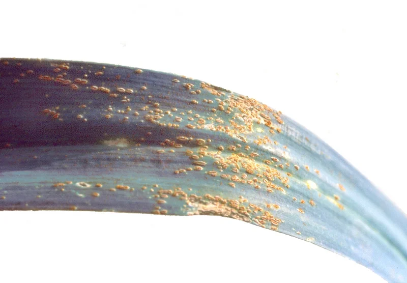 Schnittlauch- und Porreerost (Puccinia allii, Puccinia porri)
