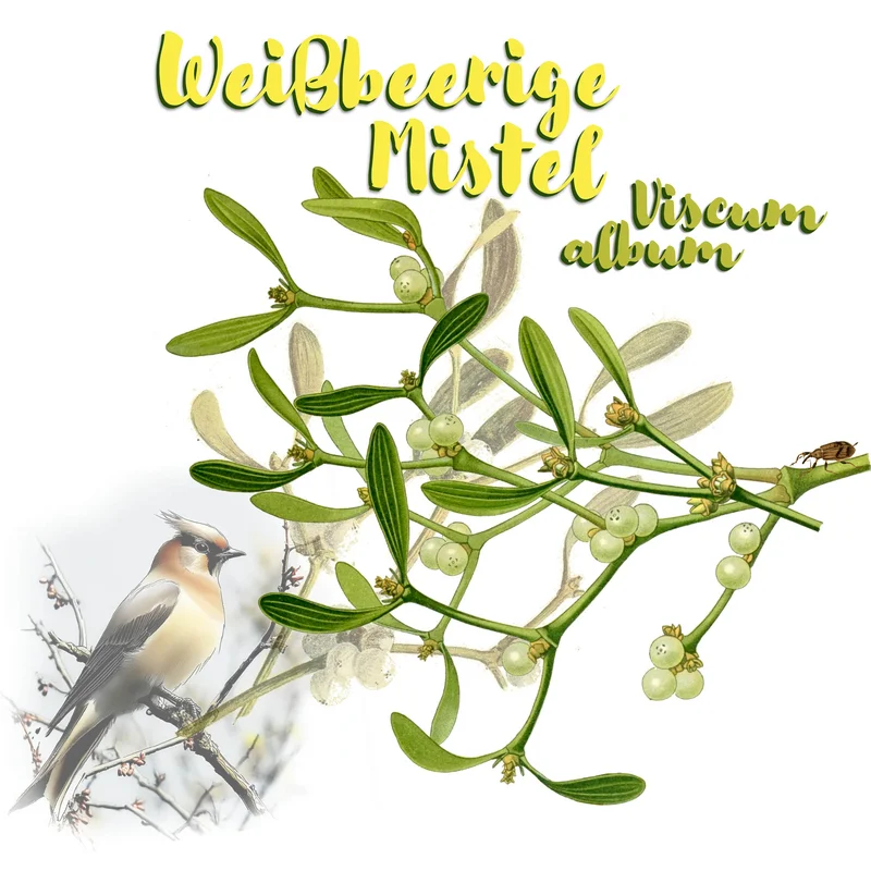 Grafische Darstellung der Weißbeerigen Mistel. Klick führt zu Großansicht.
