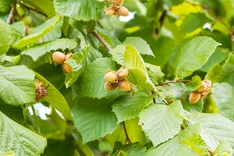 Pflanze des Monats Februar 2024: Gemeine Hasel (Corylus avellana)