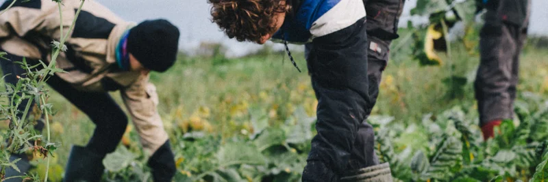 Junge Männer auf einem Feld bei der Gemüseernte.