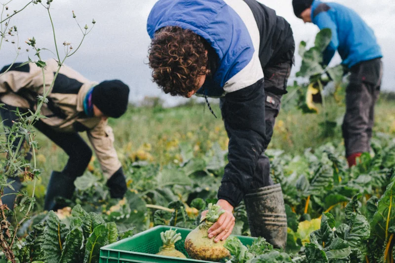 Junge Männer auf einem Feld bei der Gemüseernte.