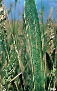 Rostpusteln (Sporenlager) auf dem Blatt