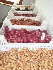 Kartoffelvielfalt, Klick führt zu Großansicht im neuen Fenster