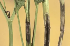 Welke, Stängelgrund- und Wurzelfäule (Phoma exigua var. exigua)