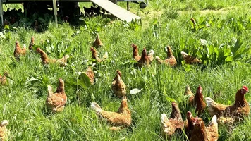Hühner im Gras.