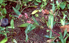 Flohknöterich