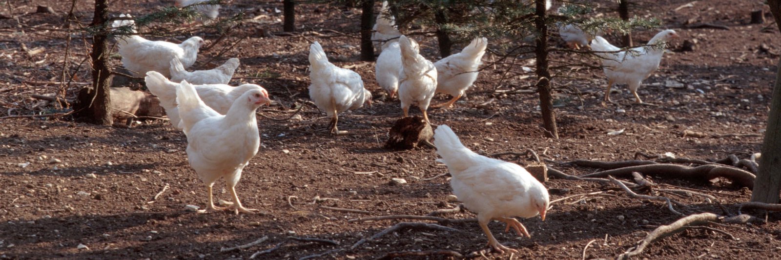 Bio-Masthähnchen im Auslauf