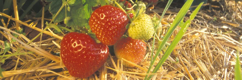 Erdebeeren, Foto: Dominic Menzler, BLE
