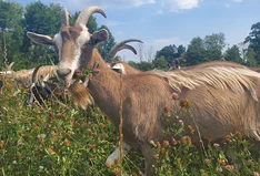 Bioland-Hof Obermayer - Wendland Ziege