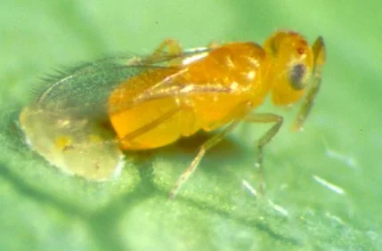 Eretmocerus eremicus, E. mundus