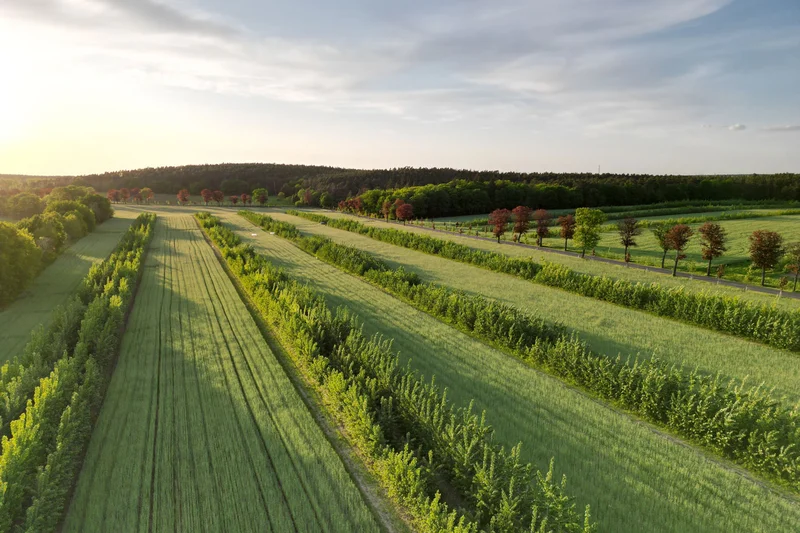 Agroforstsystem mit Pappelreihen aus der Vogelperspektive.