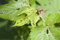 Schrotschusslöcher Hopfenerdfloh