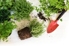 Ökologisch Gärtnern - auch ohne Garten