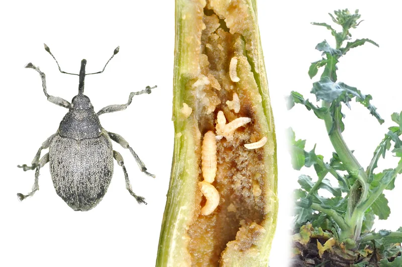 Großer Rapsstängelrüssler (Ceutorhynchus napi)