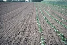 Buschbohnen