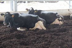 Kompostierungsstall für Milchkühe