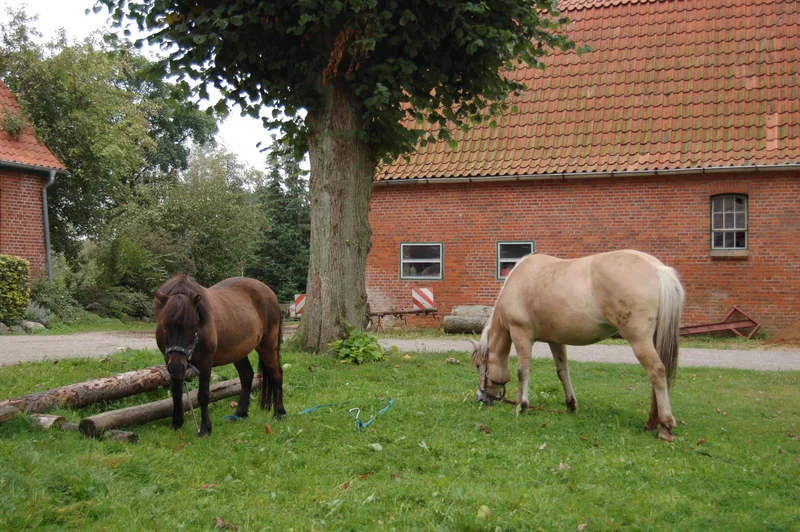 Pony, Klick führt zu Großansicht im neuen Fenster