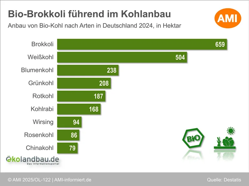 Das Balkendiagramm zeigt die Anbauflächen von verschiedenen Kohlarten. Bio-Brokkoli führt vor Weißkohl, Blumenkohl und Grünkohl. Dahinter kommen Rotkohl, Kohlrabi, Wirsing, Rosenkohl und Chinakohl. Klick führt zu Großansicht in neuem Fenster, schließen per ESC.
